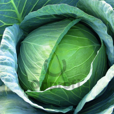 Капуста белокочанная Калуга F1,