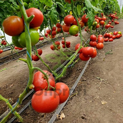 Томат Матиссимо F1,
