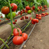 Томат Матиссимо F1,