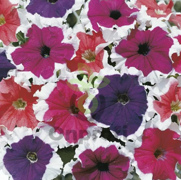(п.ф.) Петуния Фрост Микс,