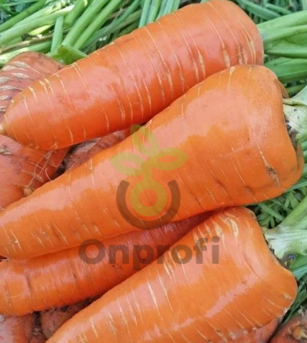 Морковь Московская зимняя А515, 0,5гр (фасовка)