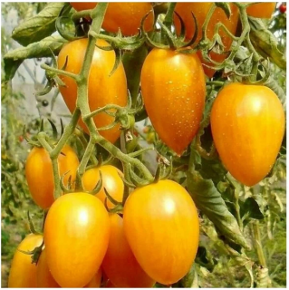 Томат Золото Амишей, 0,5гр (фасовка)