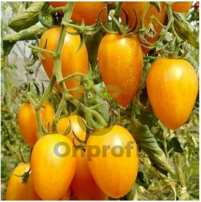 Томат Золото Амишей, 0,5гр (фасовка)