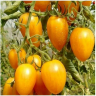Томат Золото Амишей, 0,5гр (фасовка)