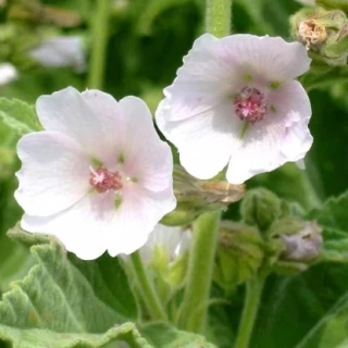 (м.ф.) Алтей лекарственный Целитель, 0,1г