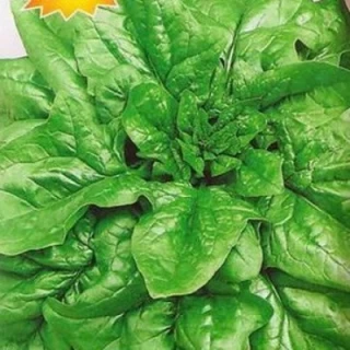 (м.ф.) Шпинат Исполинский, 2г