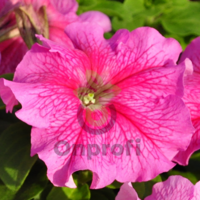 (п.ф.) Петуния Лимбо Джи Пи Роуз Вейнд, 100 драже (№9-4-109)