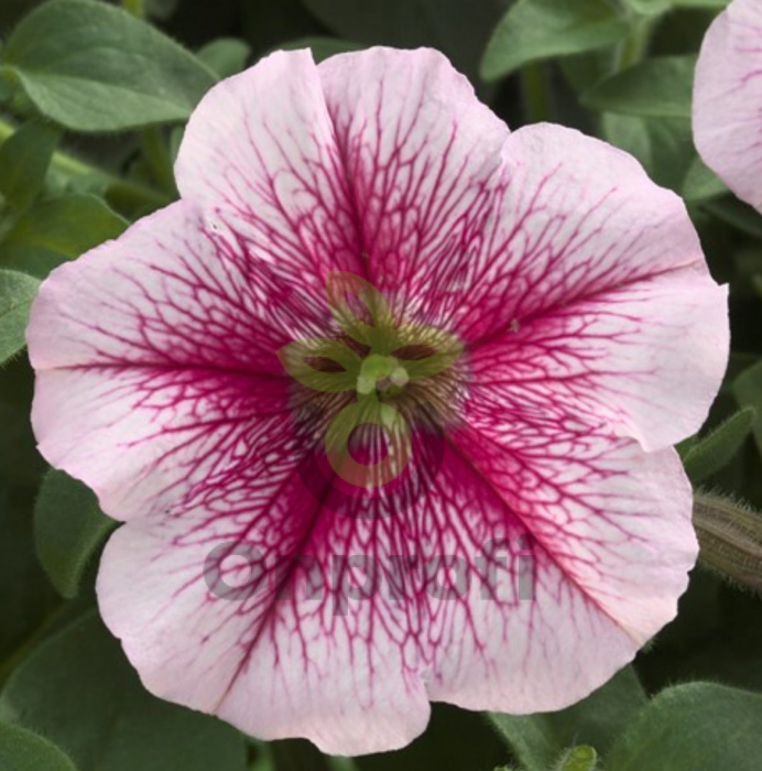 (п.ф.) Петуния Опера Распберри Айс, 100 драже (№9-1-56)