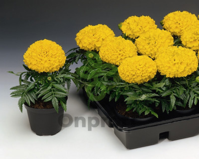 (п.ф.) Бархатцы Антигуа Голд F1,