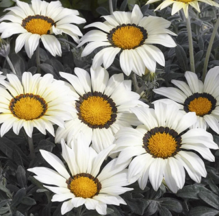 (п.ф.) Гацания Фрости Кисс Вайт F1, 100 шт (№5-17)