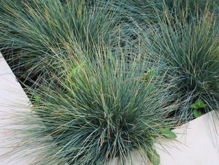 (п.ф.) Овсяница Фестина F1,