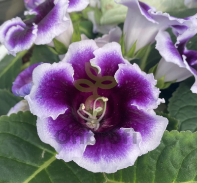 (п.ф.) Глоксиния Аванти Блю Виз Вайт Эдж F1, 100 шт (№6-383)
