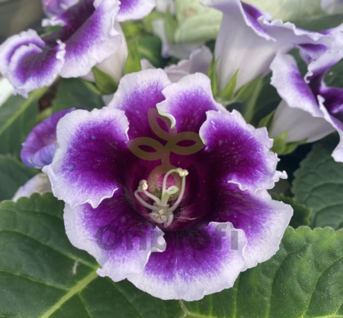 (п.ф.) Глоксиния Аванти Блю Виз Вайт Эдж F1, 100 шт (№6-383)