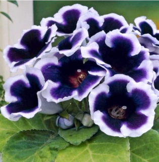 (п.ф.) Глоксиния Аванти Блю Виз Вайт Эдж F1, 100 шт (№6-383)