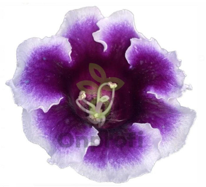 (п.ф.) Глоксиния Аванти Блю Виз Вайт Эдж F1, 100 шт (№6-383)