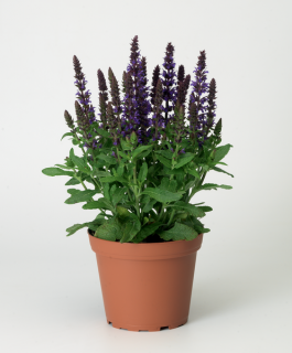 (п.ф.) Сальвия Мерло Блю Компакт,