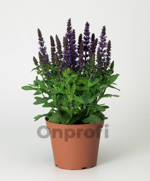 (п.ф.) Сальвия Мерло Блю Компакт,