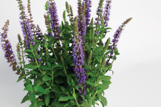 (п.ф.) Сальвия Мерло Блю Компакт,