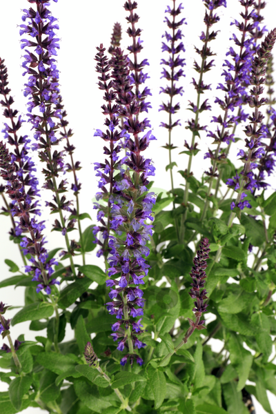 (п.ф.) Сальвия Мерло Блю Компакт,