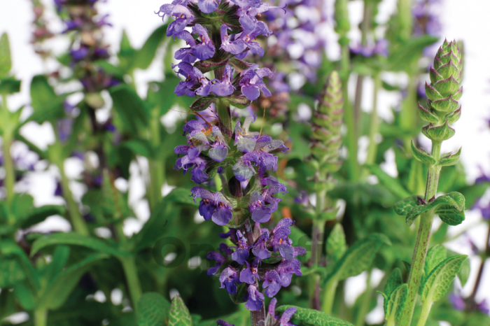 (п.ф.) Сальвия Мерло Блю Компакт,