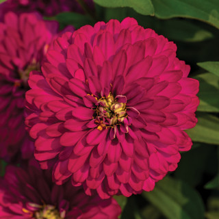 (п.ф.) Циния Зидеко Черри, 1000 шт (№6-593)