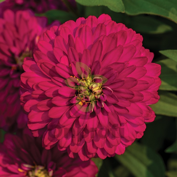 (п.ф.) Циния Зидеко Черри, 1000 шт (№6-593)