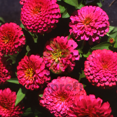 (п.ф.) Циния Зидеко Черри, 1000 шт (№6-593)