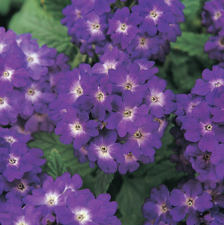 (п.ф.) Вербена Кварц ХР Блю, 1000 шт (№6-625)