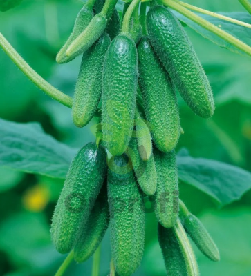 Огурец Рэппер F1,