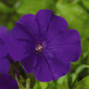 (п.ф.) Петуния Эксплорер Блю F1,