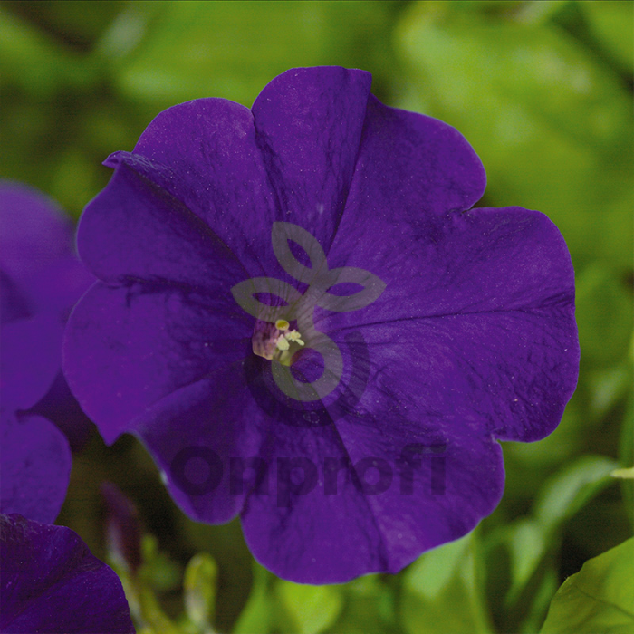 (п.ф.) Петуния Эксплорер Блю F1,