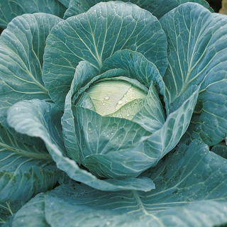 Капуста белокочанная Крауткайзер F1,