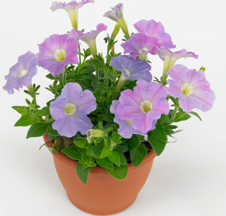 (п.ф.) Петуния Пикобелла Лаванда,