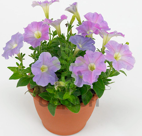 (п.ф.) Петуния Пикобелла Лаванда,