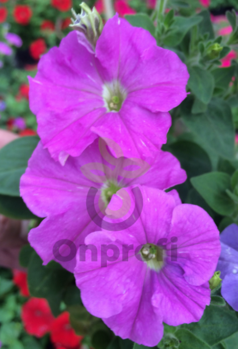 (п.ф.) Петуния Пикобелла Лаванда,