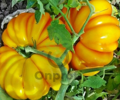 Томат Золотой кошелек, 0,5гр (фасовка)