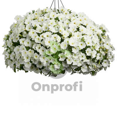(п.ф.) Петуния Опера Вайт, 100 драже (№9-1-18)