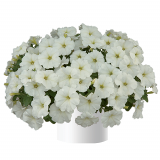 (п.ф.) Петуния Опера Вайт, 100 драже (№9-1-18)