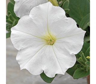 (п.ф.) Петуния Опера Вайт, 100 драже (№9-1-18)