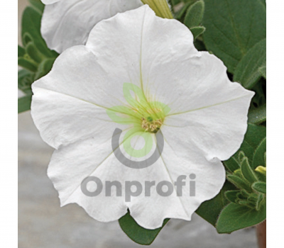 (п.ф.) Петуния Опера Вайт, 100 драже (№9-1-18)