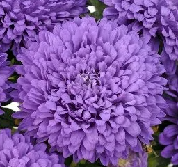 (п.ф.) Астра Классик Дарк Блю F1, 1000 шт (№1-2)