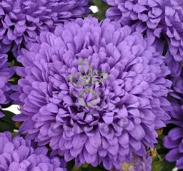 (п.ф.) Астра Классик Дарк Блю F1, 1000 шт (№1-2)