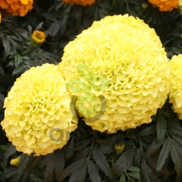 (п.ф.) Бархатцы Антигуа Праймроуз F1, 1000 шт (№3-40)