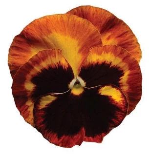 (п.ф.) Виола Виттрока Матрикс Солар Флер  F1, 1000 шт (№4-92)