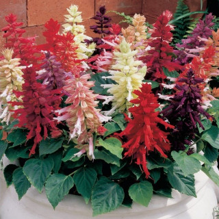 (п.ф.) Сальвия Сальса Микс,