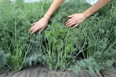 Укроп Аллигатор Гавриш (калибр 3-5мм),