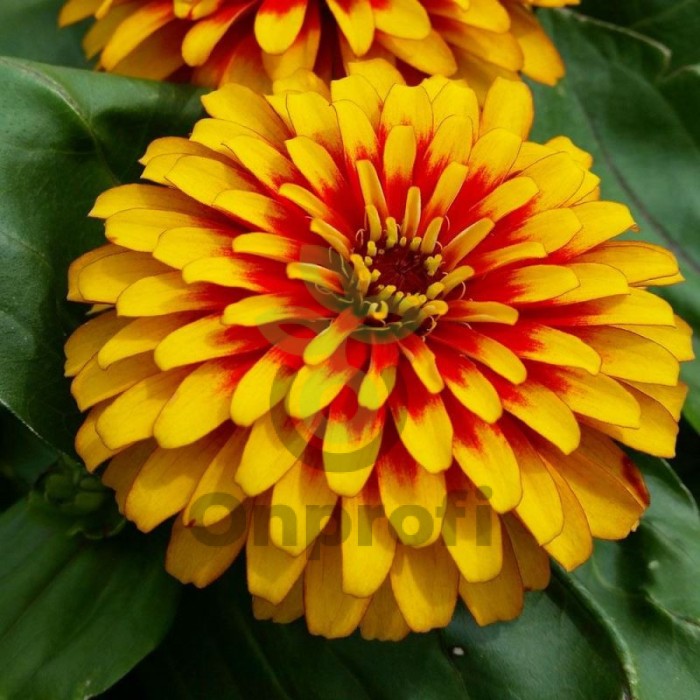 (п.ф.) Циния Свизл Скарлет Энд Еллоу F1,