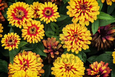 (п.ф.) Циния Свизл Скарлет Энд Еллоу F1,