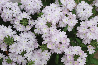 (п.ф.) Вербена Кварц ХР Сильвер, 100 шт (№6-626)