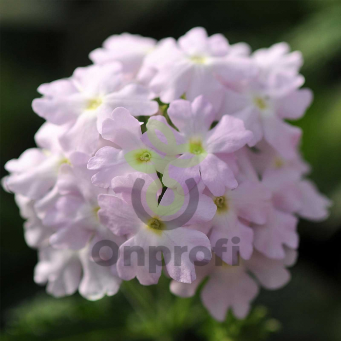 (п.ф.) Вербена Кварц ХР Сильвер, 100 шт (№6-626)